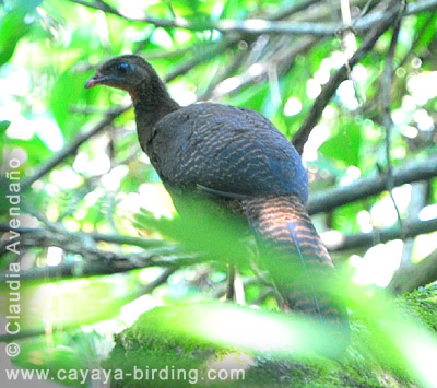 Highland Guan