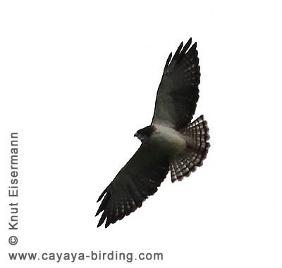 Short-tailed Hawk