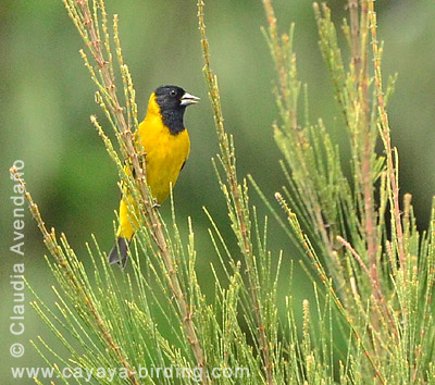 Black-headed Siskin