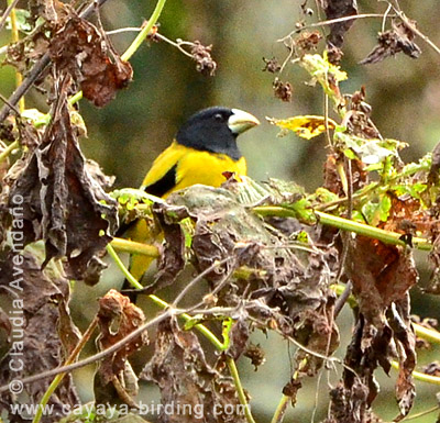 Hooded Grosbeak