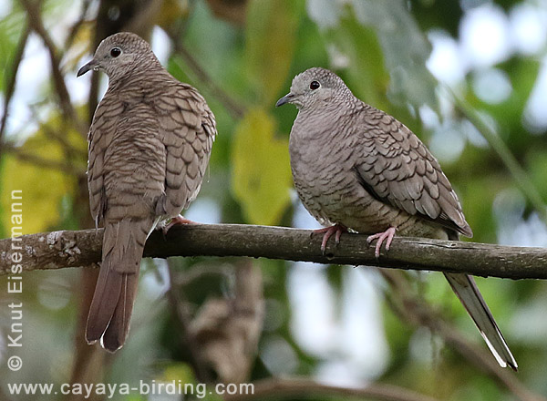 Inca Dove