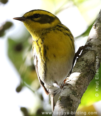 Townsend's Warbler