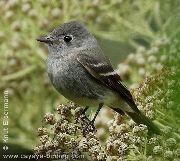 Hammond's Flycatcher