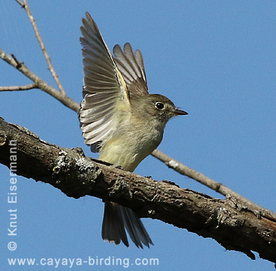 Least Flycatcher