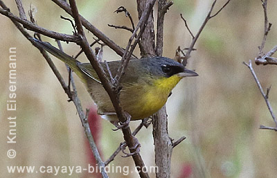 Gray-crowned Yellowthroat