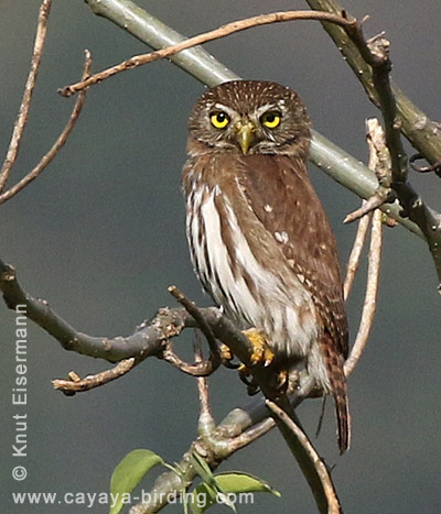 Ferruginous Pygmy-Owl