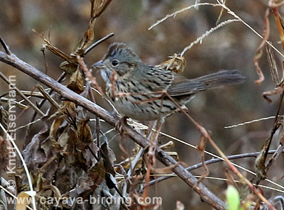 Lincoln's Sparrow
