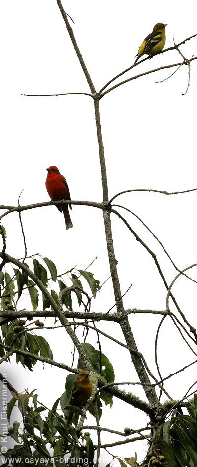 Western Tanager and Flame-colored Tanagers