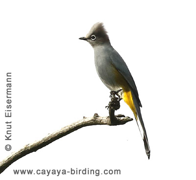 Gray Silky-flycatcher