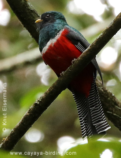 Collared Trogon