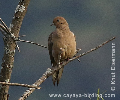 Mourning Dove
