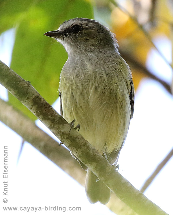 Paltry Tyrannulet