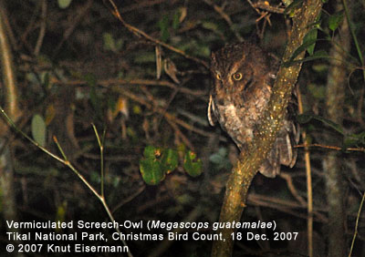 Vermiculated Screech-Owl