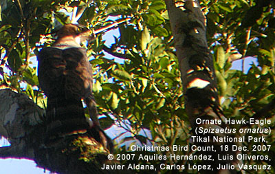 Ornate Hawk-Eagle