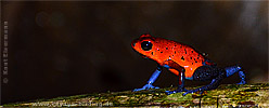 Erdbeerfr&ouml;schchen Dendrobates pumilo