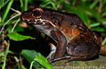 S&uuml;damerikanischer Ochsenfrosch Lepidodactylus savagei