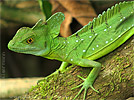 Stirnlappenbasilisk