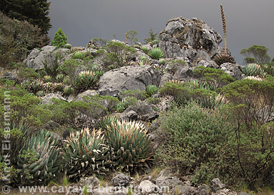 alpine habitat Cuchumatanes