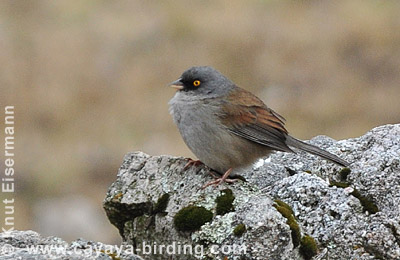 Rotrücken-Junco