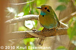 Blaukehlmotmot