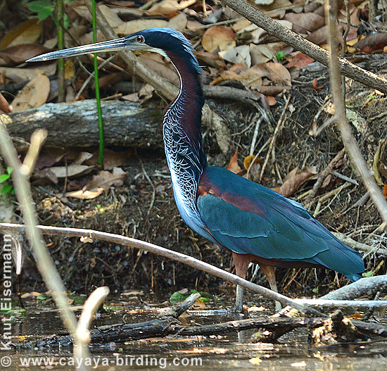 Agami Heron