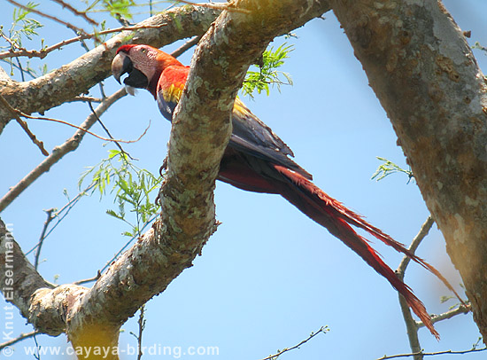 Scarlet Macaw