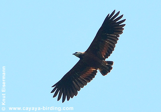 Black-collared Hawk
