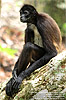 Central American Spider Monkey <i>Ateles geoffroyi</i>, dpto. Pet&eacute;n.
