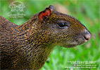 Central American Agouti <i>Dasyprocta punctata</i>, dpto. Suchitep&eacute;quez.