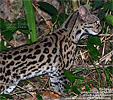 Margay <i>Leopardus wiedii</i>, dpto. Pet&eacute;n.