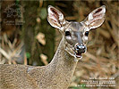White-tailed Deer <i>Odocoileus virginianus</i>, dpto. Suchitep&eacute;quez.