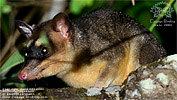 Gray Four-eyed Opossum <i>Philander opossum</i>, dpto. Pet&eacute;n.