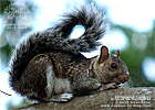 Variegated Squirrel <i>Sciurus variegatoides</i>, dpto. Suchitep&eacute;quez.