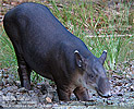 Baird's Tapir <i>Tapirus bairdii</i>, dpto. Pet&eacute;n.