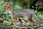 Gray Fox <i>Urocyon cinereoargenteus</i>, dpto. Pet&eacute;n.