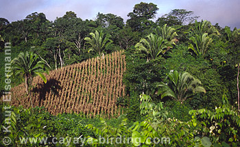 Habitat mosaic in Rocj&aacute; Pomtil&aacute;