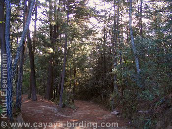 Coraz&oacute;n del Bosque