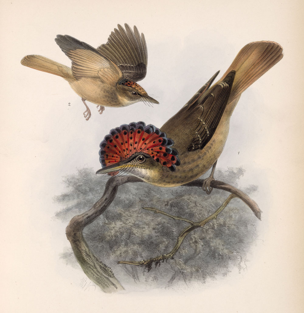Onychorhynchus coronatus