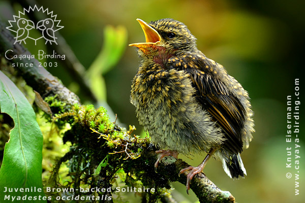 Jungvogel des Braunr&uuml;ckenklarino