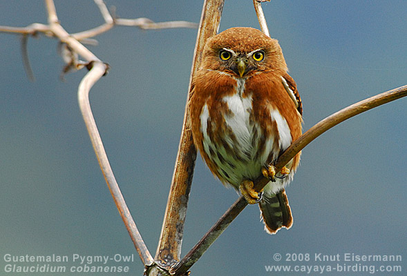 Guatemalazwergkauz