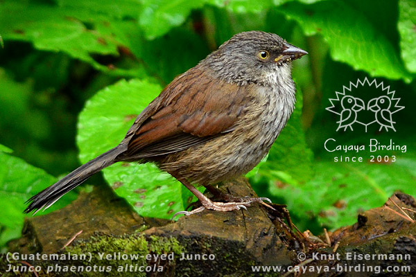 Jungvogel des Rotr&uuml;ckenjuncos