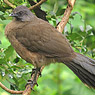 Blaufl&uuml;gelguan