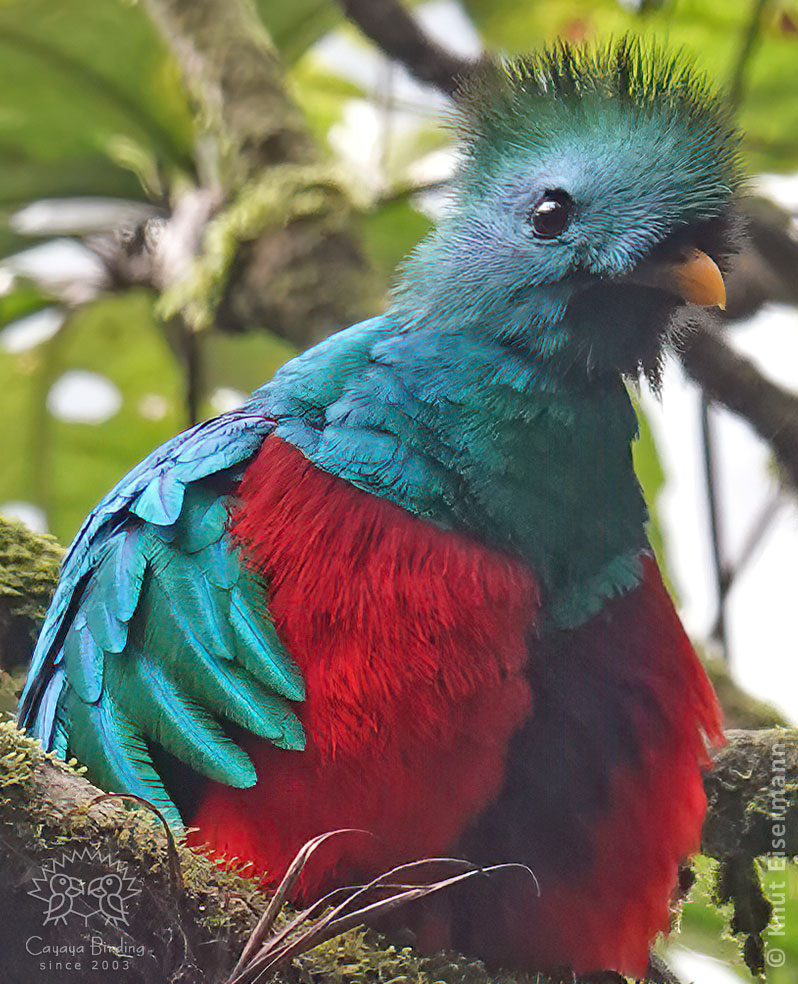 adultes Männchen des Quetzals