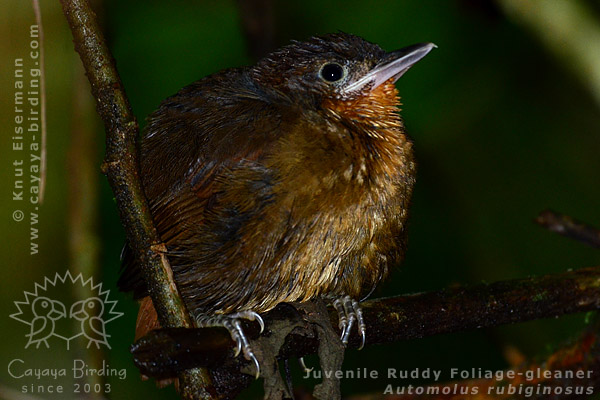 Jungvogel des Zimtkehl-Baumsp&auml;her