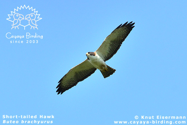 Kurzschwanzbussard