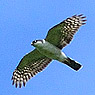 Wei&szlig;brustsperber