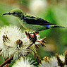 T&uuml;rkisnaschvogel
