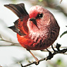 Rosenwalds&auml;nger