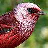 Rosenwalds&auml;nger
