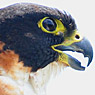 Rotbrustfalke